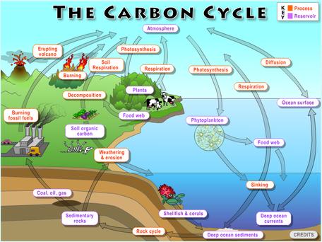 Global Carbon Cycle and Climate Change